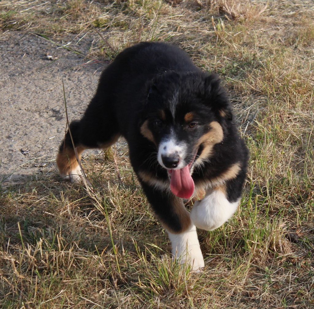 Des Jardins d'Adonis - Chiot disponible  - Berger Australien