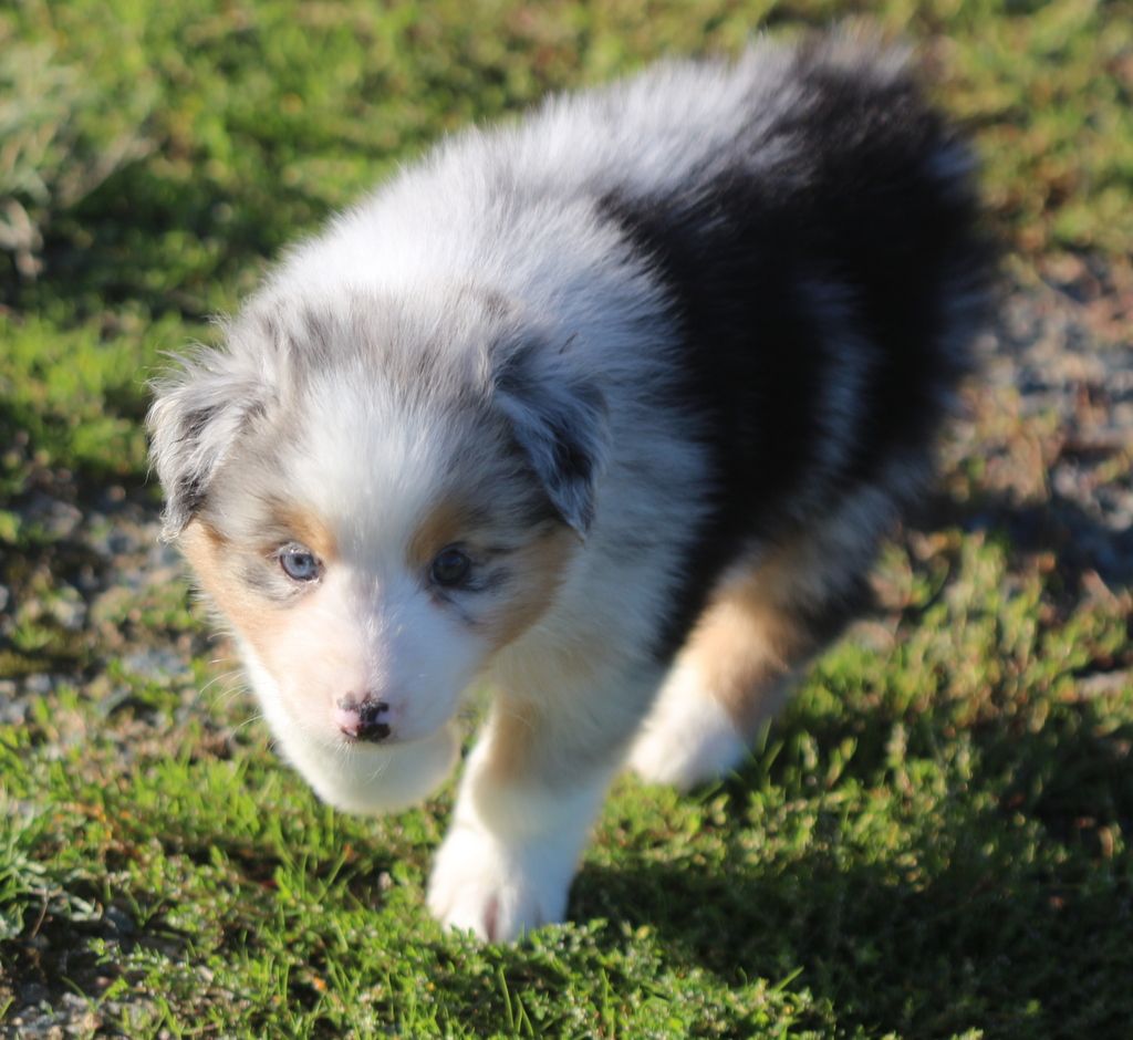 Des Jardins d'Adonis - Chiots disponibles - Berger Australien