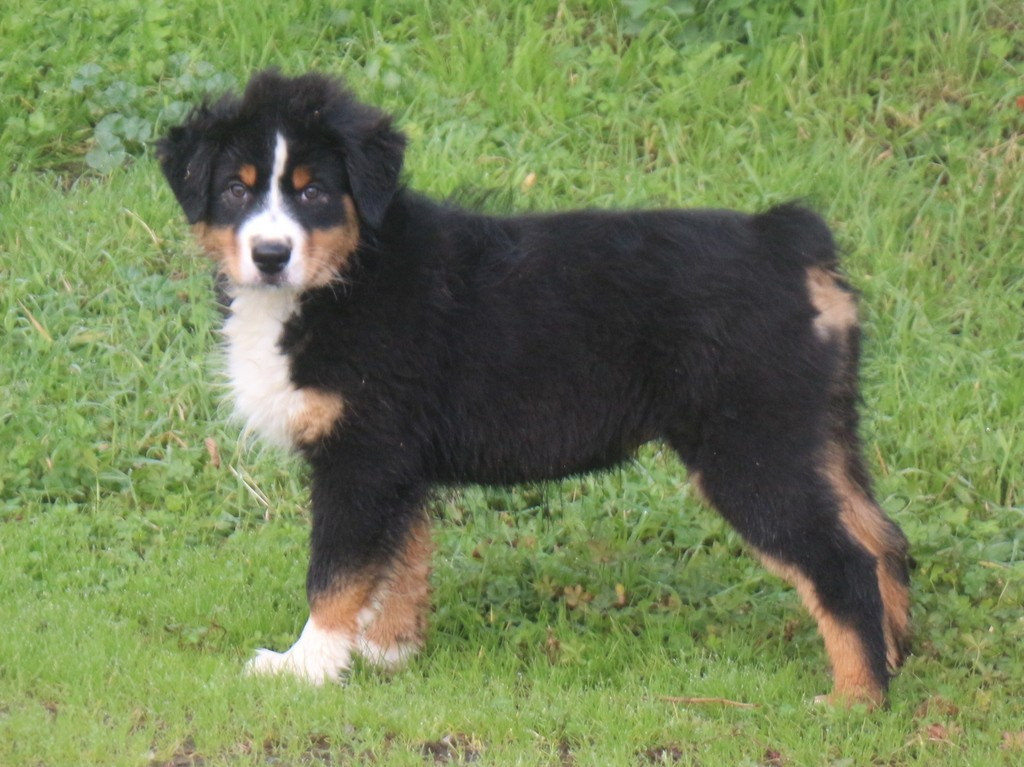 Des Jardins d'Adonis - Chiots disponibles - Berger Australien