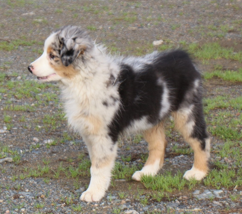 Des Jardins d'Adonis - Chiots disponibles - Berger Australien