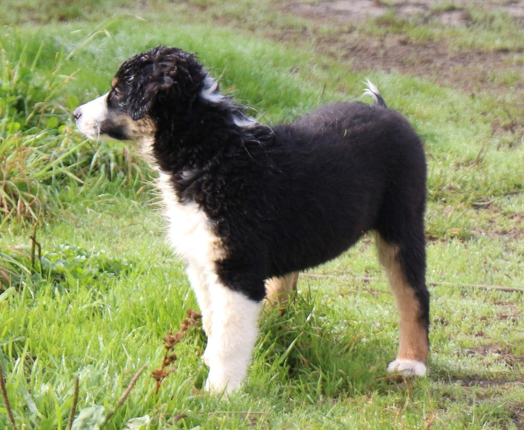 Des Jardins d'Adonis - Chiots disponibles - Berger Australien
