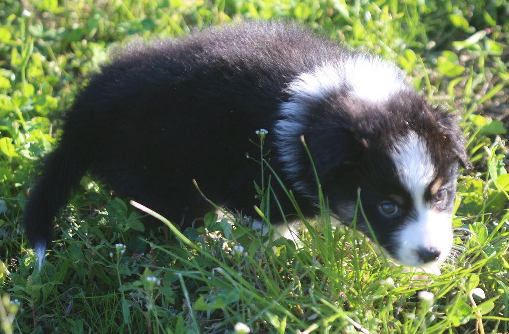 Des Jardins d'Adonis - Chiots disponibles - Berger Australien