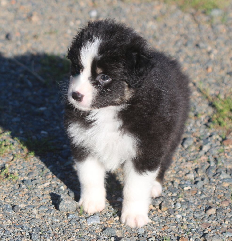 Des Jardins d'Adonis - Chiots disponibles - Berger Australien