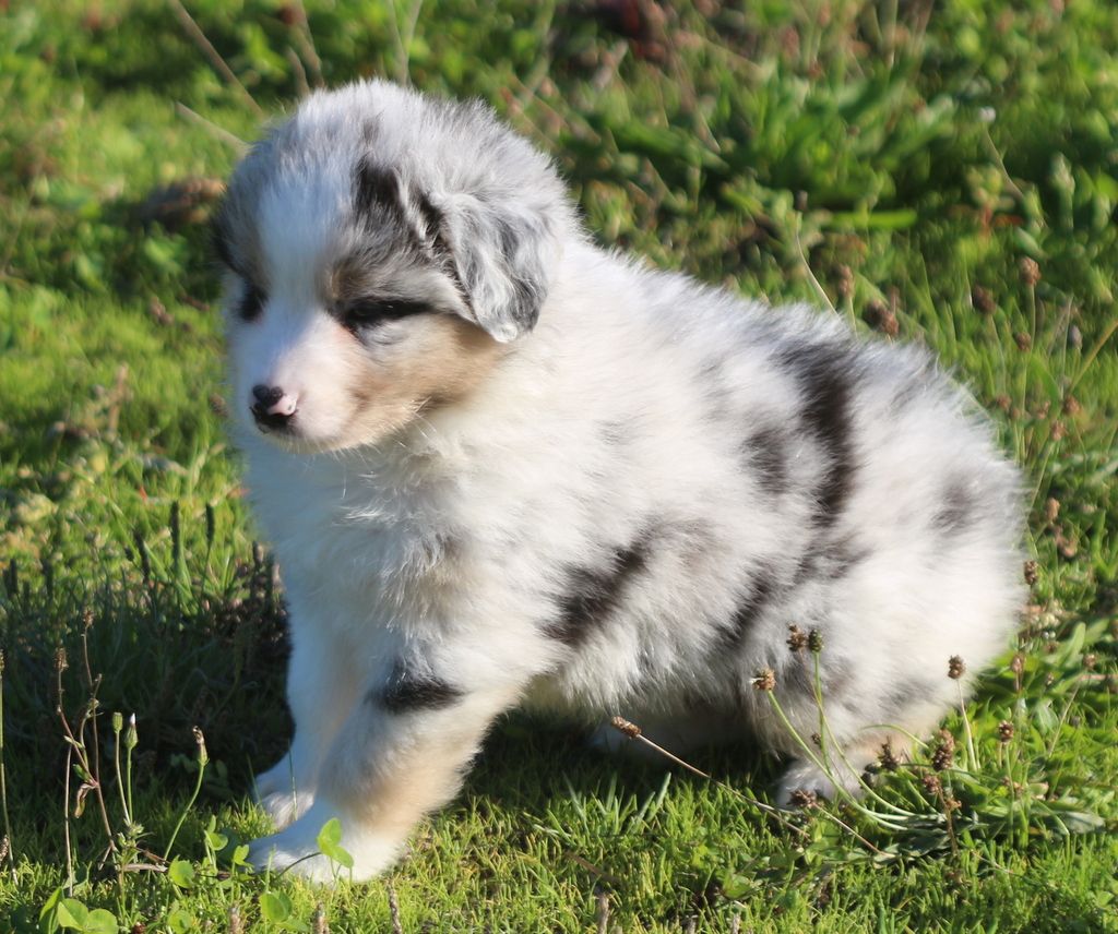 Des Jardins d'Adonis - Chiots disponibles - Berger Australien