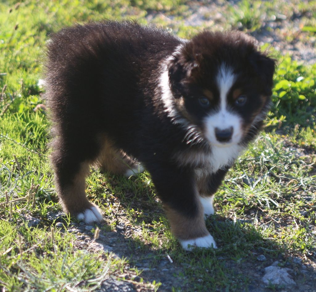 Des Jardins d'Adonis - Chiots disponibles - Berger Australien