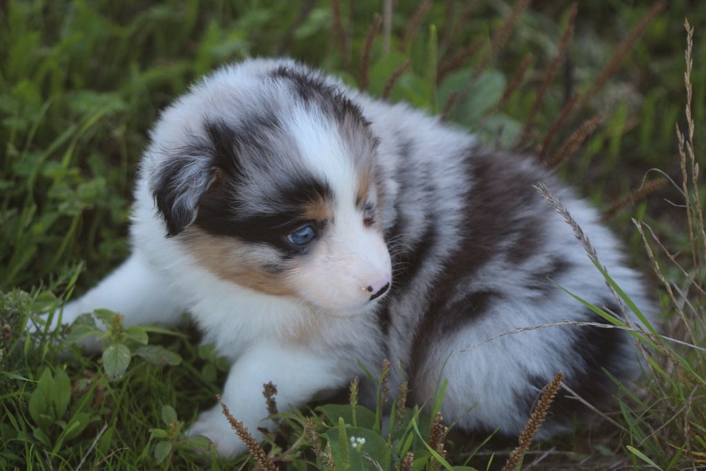 Des Jardins d'Adonis - Chiots disponibles - Berger Australien